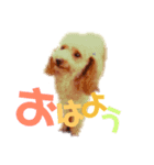 トイ・プードルのるいくん2（個別スタンプ：2）
