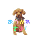 トイ・プードルのるいくん2（個別スタンプ：4）