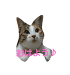 コナコト 猫（個別スタンプ：1）