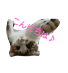 コナコト 猫（個別スタンプ：2）