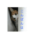 コナコト 猫（個別スタンプ：3）