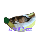 コナコト 猫（個別スタンプ：4）