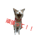 コナコト 猫（個別スタンプ：5）