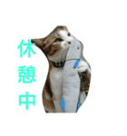 コナコト 猫（個別スタンプ：6）