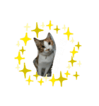 コナコト 猫（個別スタンプ：7）