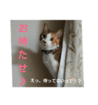 コナコト 猫（個別スタンプ：8）