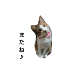 コナコト 猫（個別スタンプ：9）