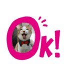 コナコト 猫（個別スタンプ：10）