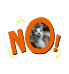 コナコト 猫（個別スタンプ：11）