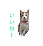コナコト 猫（個別スタンプ：12）