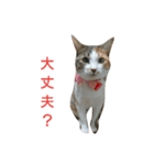 コナコト 猫（個別スタンプ：13）