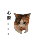 コナコト 猫（個別スタンプ：14）