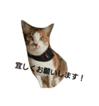 コナコト 猫（個別スタンプ：16）