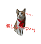 コナコト 猫（個別スタンプ：17）