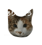 コナコト 猫（個別スタンプ：18）