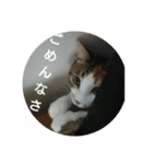 コナコト 猫（個別スタンプ：19）