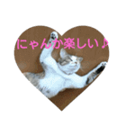 コナコト 猫（個別スタンプ：20）