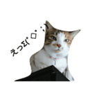 コナコト 猫（個別スタンプ：21）