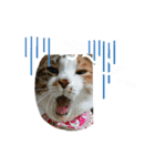 コナコト 猫（個別スタンプ：22）