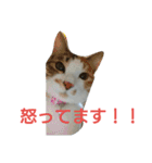 コナコト 猫（個別スタンプ：23）