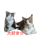 コナコト 猫（個別スタンプ：24）