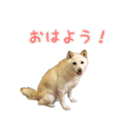 豆柴メグちゃん（個別スタンプ：1）
