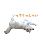 豆柴メグちゃん（個別スタンプ：3）