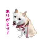 豆柴メグちゃん（個別スタンプ：4）