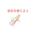 豆柴メグちゃん（個別スタンプ：6）
