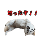 豆柴メグちゃん（個別スタンプ：11）