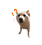 豆柴メグちゃん（個別スタンプ：12）