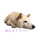 豆柴メグちゃん（個別スタンプ：16）