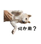 豆柴メグちゃん（個別スタンプ：17）