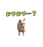 豆柴メグちゃん（個別スタンプ：18）