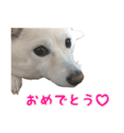 豆柴メグちゃん（個別スタンプ：19）