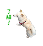 豆柴メグちゃん（個別スタンプ：20）