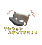 豆柴メグちゃん（個別スタンプ：23）