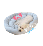 くくたん（個別スタンプ：1）