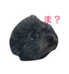 うちのわんこスタンプ:>（個別スタンプ：1）