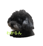 うちのわんこスタンプ:>（個別スタンプ：2）