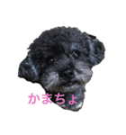 うちのわんこスタンプ:>（個別スタンプ：5）