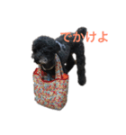 うちのわんこスタンプ:>（個別スタンプ：6）