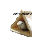 コザクラインコのそら＆ぴーすけ（個別スタンプ：1）