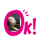 コザクラインコのそら＆ぴーすけ（個別スタンプ：2）