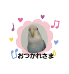 コザクラインコのそら＆ぴーすけ（個別スタンプ：3）