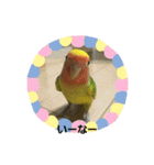 コザクラインコのそら＆ぴーすけ（個別スタンプ：7）