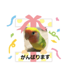 コザクラインコのそら＆ぴーすけ（個別スタンプ：8）