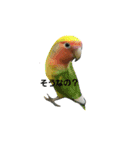 コザクラインコのそら＆ぴーすけ（個別スタンプ：9）
