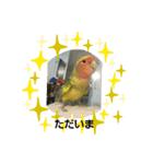 コザクラインコのそら＆ぴーすけ（個別スタンプ：12）