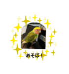 コザクラインコのそら＆ぴーすけ（個別スタンプ：14）